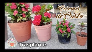 Coronas de Cristo. Trasplante.