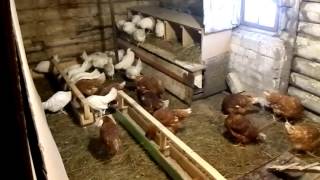 Куры #2 / Покупка кур несушек / Первые проблемки