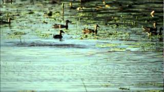 Lesser Whistling Teal