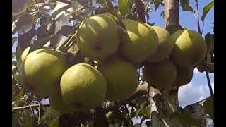 Просто Мария и Патен, осенние сорта груши.