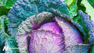 Benefits of Cabbage Leaves on the Knee for Osteoarthritis
