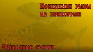 Подводные съемки поведение рыбы на прикормке летом.