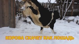 Корова скачет как лошадь