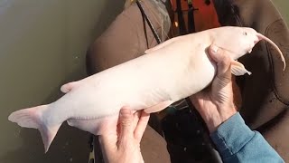 Albino Catfish and Striped Bass Fishing 3/26/16