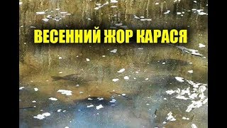 КАРАСЬ ВЕСНОЙ, ВЕСЕННИЙ ЖОР! БЕШЕНЫЙ КЛЕВ РЫБЫ КОГДА ОНА НАЧИНАЕТСЯ!? ГДЕ ИСКАТЬ КАРАСЯ ВЕСНОЙ!?