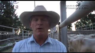 Moongool Charolais and Charbray sale