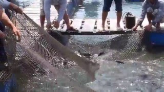 Đoàn Doanh nghiệp Nhật Bản xem cá mú, cá bớp nuôi lồng bè tại tỉnh Bà Rịa Vũng Tàu