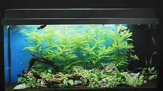 Juwel Aquarium Primo 110 LED Einrichtungsbeispiel / Tutorial