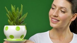 10 фактов об АЛОЭ, которые ВАС могут удивить