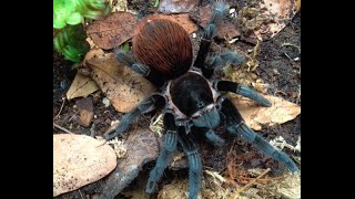 Large Tarantula Spider Molting - Must watch!