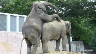Amazing animal. Mystery of life