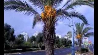 Финики в Израиле