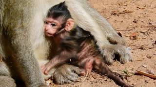 Mom Lizzy Drops Baby Lizza, Lizza Crying Look So sad