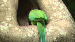 Amazing Green Parrot is Vegetarian...Taking Rest In The Nest.