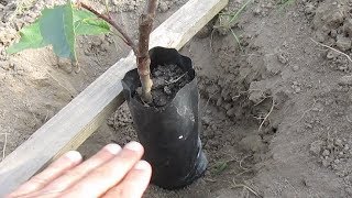 Посадка яблони на карликовом подвое