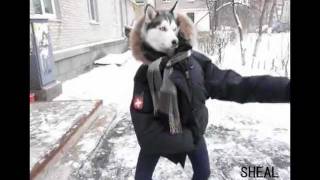 Пёс-танцор (Sheal Production)