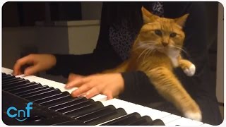 Cat Hates Piano Playing