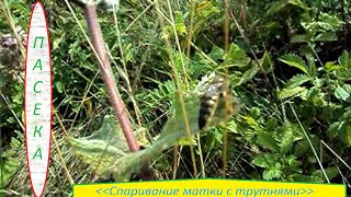 Пасека. Спаривание матки с трутнями