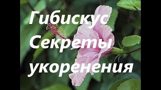 Гибискусы. Секреты укоренения. Личный опыт