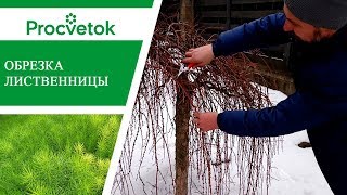Плакучие растения - простые правила обрезки плакучей ивы и лиственницы.