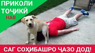 Приколи точики - Саги аблах | Таджикские приколы