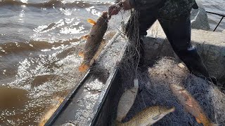 Суровая рыбалка на Амуре. Ловим Сазана.