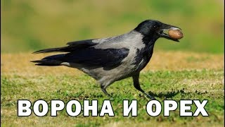 УМНАЯ ВОРОНА И ОРЕХ