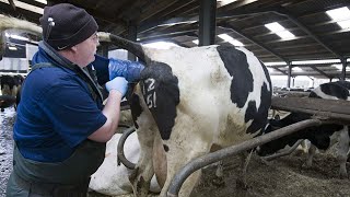 Incredible modern farming milking harvest technology. Amazing automatic cow farming factory
