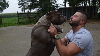 My xxl pitbulls all playing together no fight.
