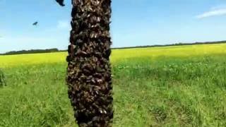 Роение пчёл, на нашей пасеке.