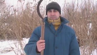 Заготовка очерета (камыша) для утепления курятника