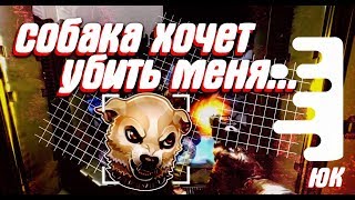°собака хочет убить меня...