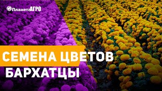 ? Семена цветов Бархатцы, Чернобривцы ✔️ Посадка чернобрывцев и бархатцев с ? Планета Агро