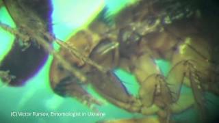 Блоха Под Микроскопом: Кошачья Блоха Ctenocephalides felis