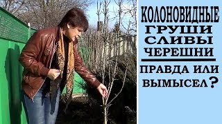 Колоновидные деревья . Не дайте себя обмануть.  Делюсь своим  опытом