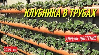 КЛУБНИКА В ТРУБАХ/Весна-цветение клубники в грядках из трубы.