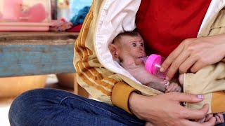 Mom Put Monkey Rocky In His Shirt After Eating A Beautiful Of Fruit
