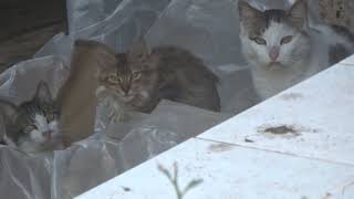 Шок Здесь живут только кошки Аланья Турция Many cats in house