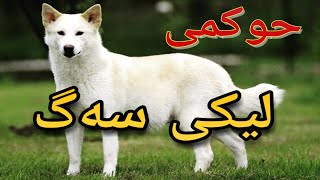 حوکمی لیکی سەگ لە ئیسلامدا ؟