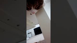 診療を受けて疲れきった二人 、ノルウェージャンフォレストキャット