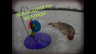 Ловля щуки на жерлицы в феврале. Тихий клев.