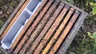 нуклеус для облета матки своими руками - какой лучше и почему - фильм 4 - поздний облет маток