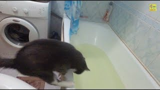 Кот передумал купаться