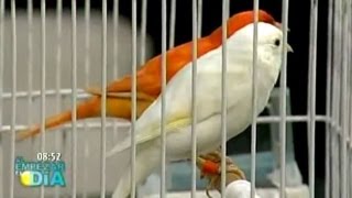 Canarios, unas aves domésticas