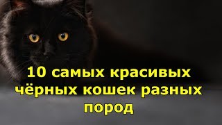 10 самых красивых черных кошек разных пород. Топ 10 лучших.