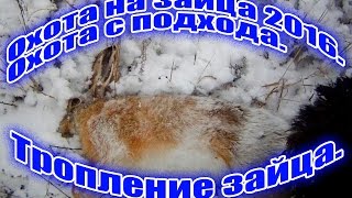 Охота на зайца 2016. Охота с подхода. Тропление зайца.