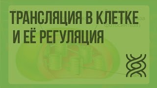 Регуляция транскрипции и трансляция в клетке. Видеоурок по биологии 10 класс