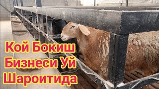 ҚЎЙ БОҚИШ БИЗНЕСИ УЙ ШАРОИТИДА ОХХИРИГАЧА КОРИНГ