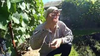 Памяти Домбковской(август 2016).  Виноградник Вадима Точилина