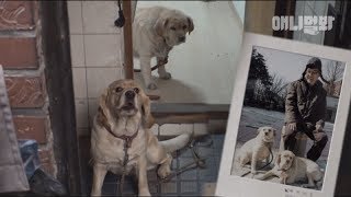 사라진 주인..ㅣ Dogs Cry Every Day.. Waiting For Missing Owner